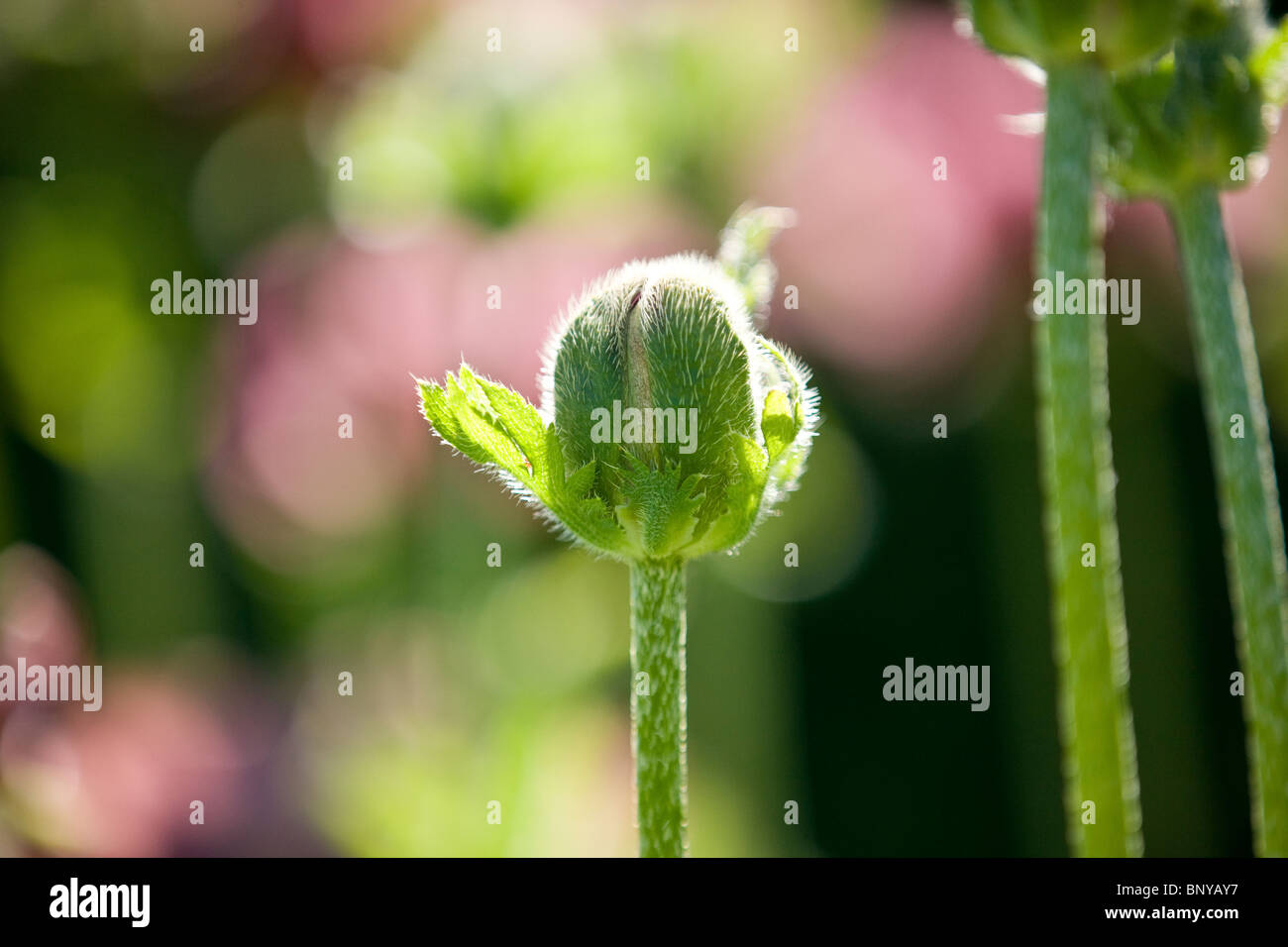 Un papavero chiuso germoglio di fiore Foto Stock
