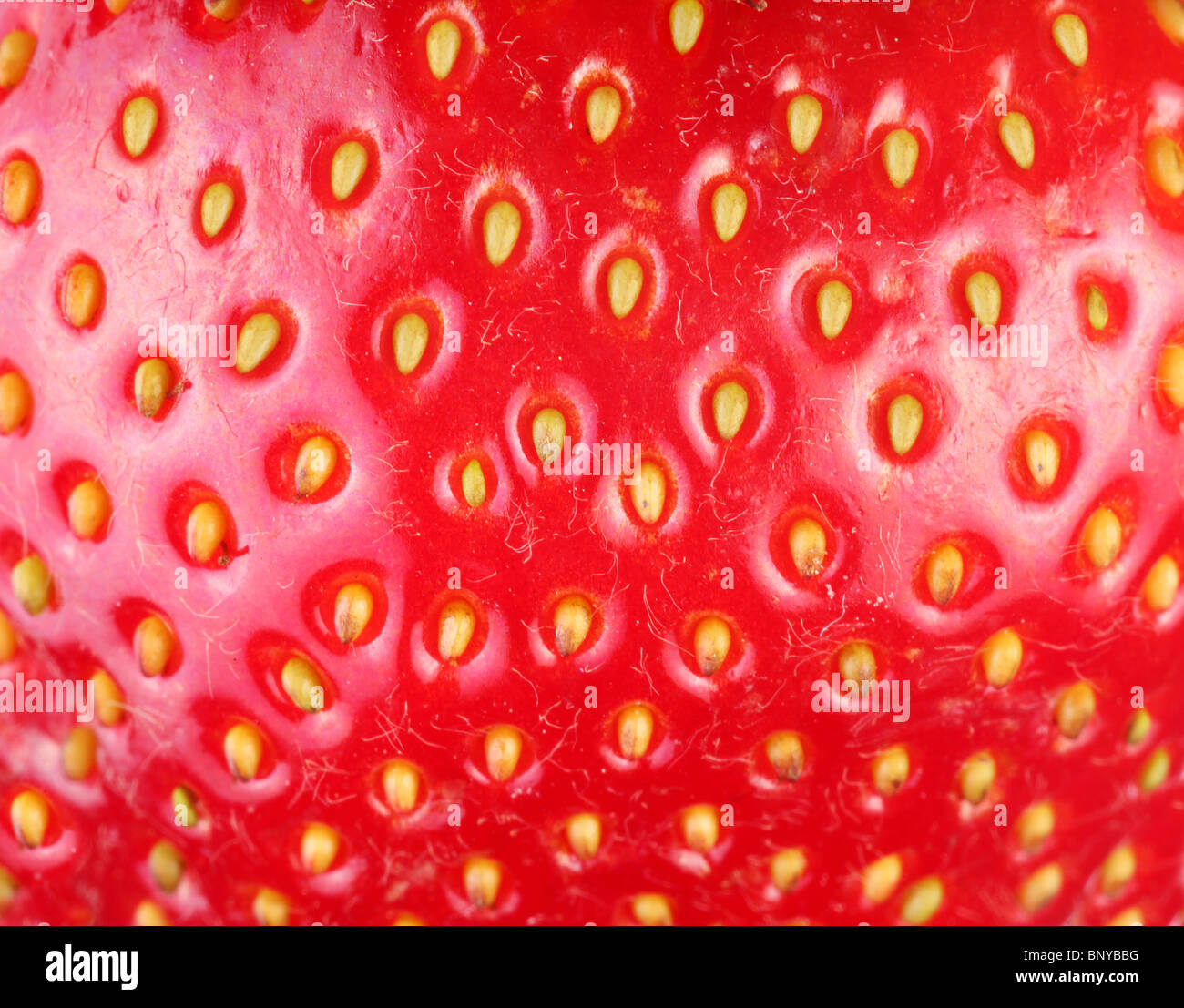 Fragola texure. Macro shot di fragola. Foto Stock