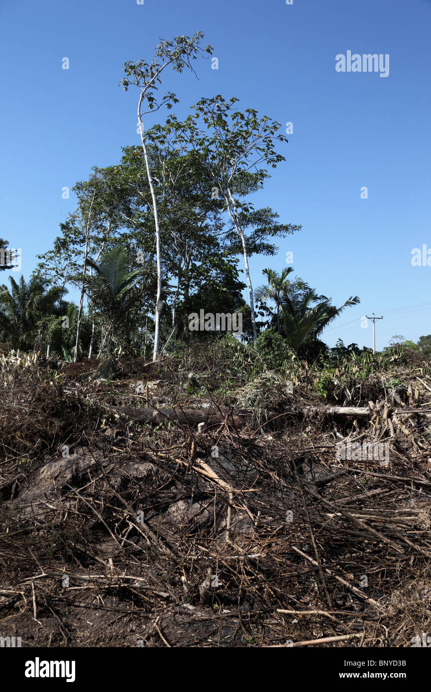 La deforestazione per insediamento in prossimità di Rurrenabaque , Bolivia Foto Stock