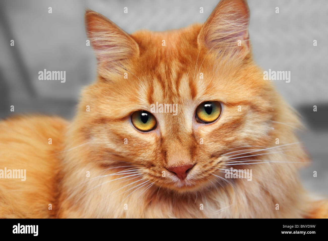 Grande rosso gatto ti guarda ritratto Foto Stock