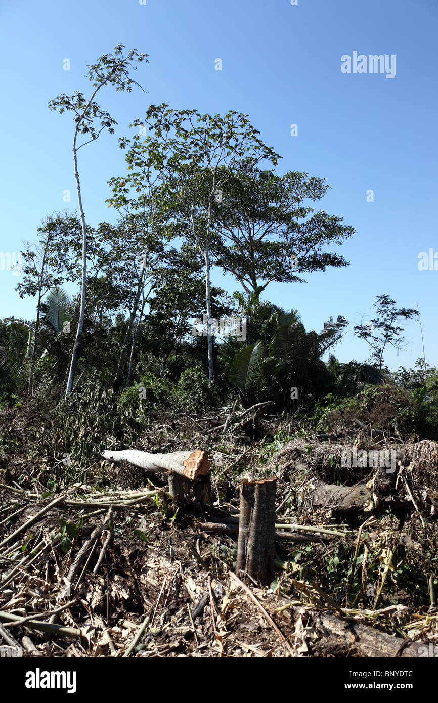 La deforestazione per insediamento in prossimità di Rurrenabaque , Bolivia Foto Stock