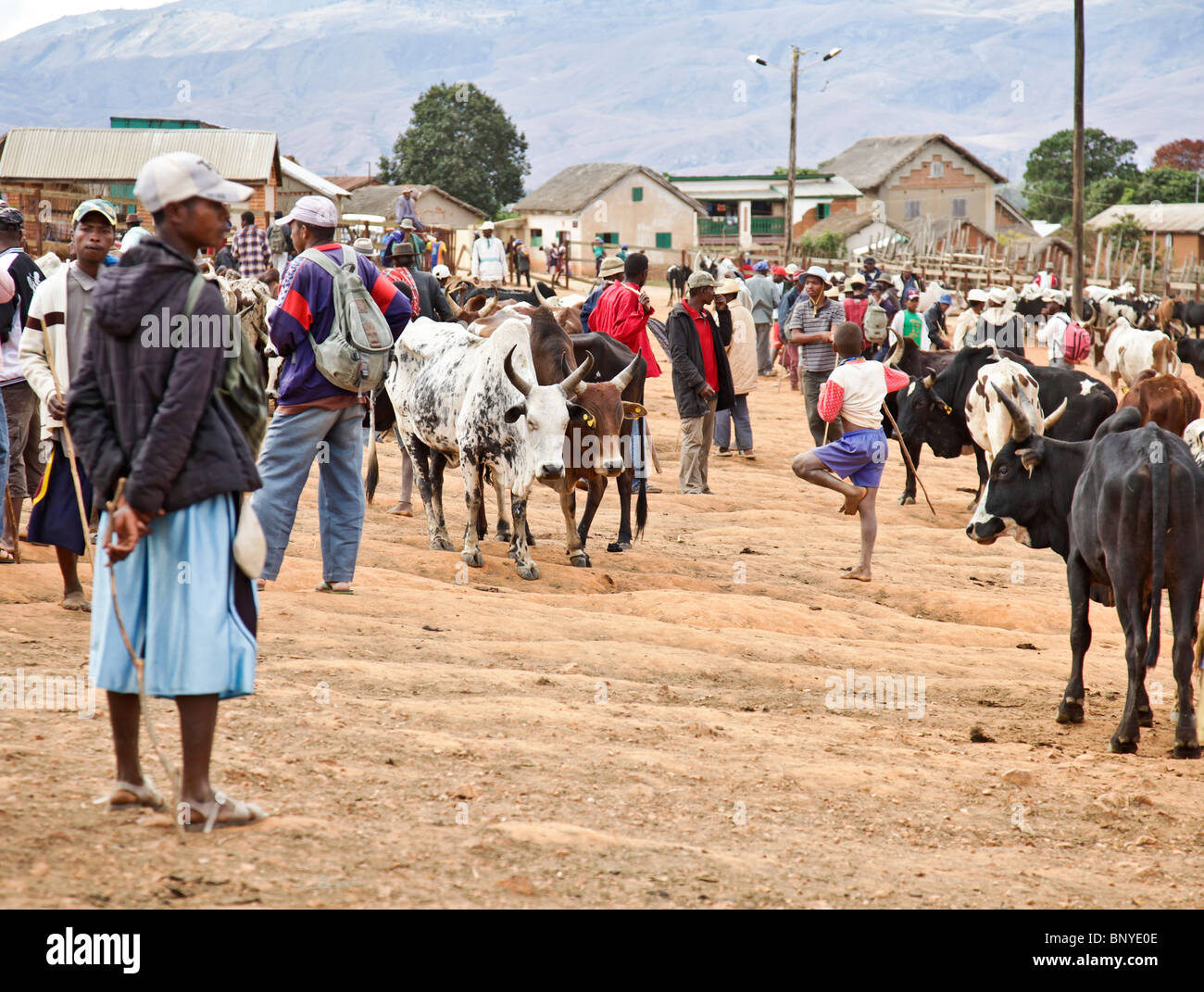 Bovini zebù tori essendo valutati e oggetto di un negoziato, acquistato e venduto in Ambalavao zebù mercato nel sud-est del Madagascar. Foto Stock