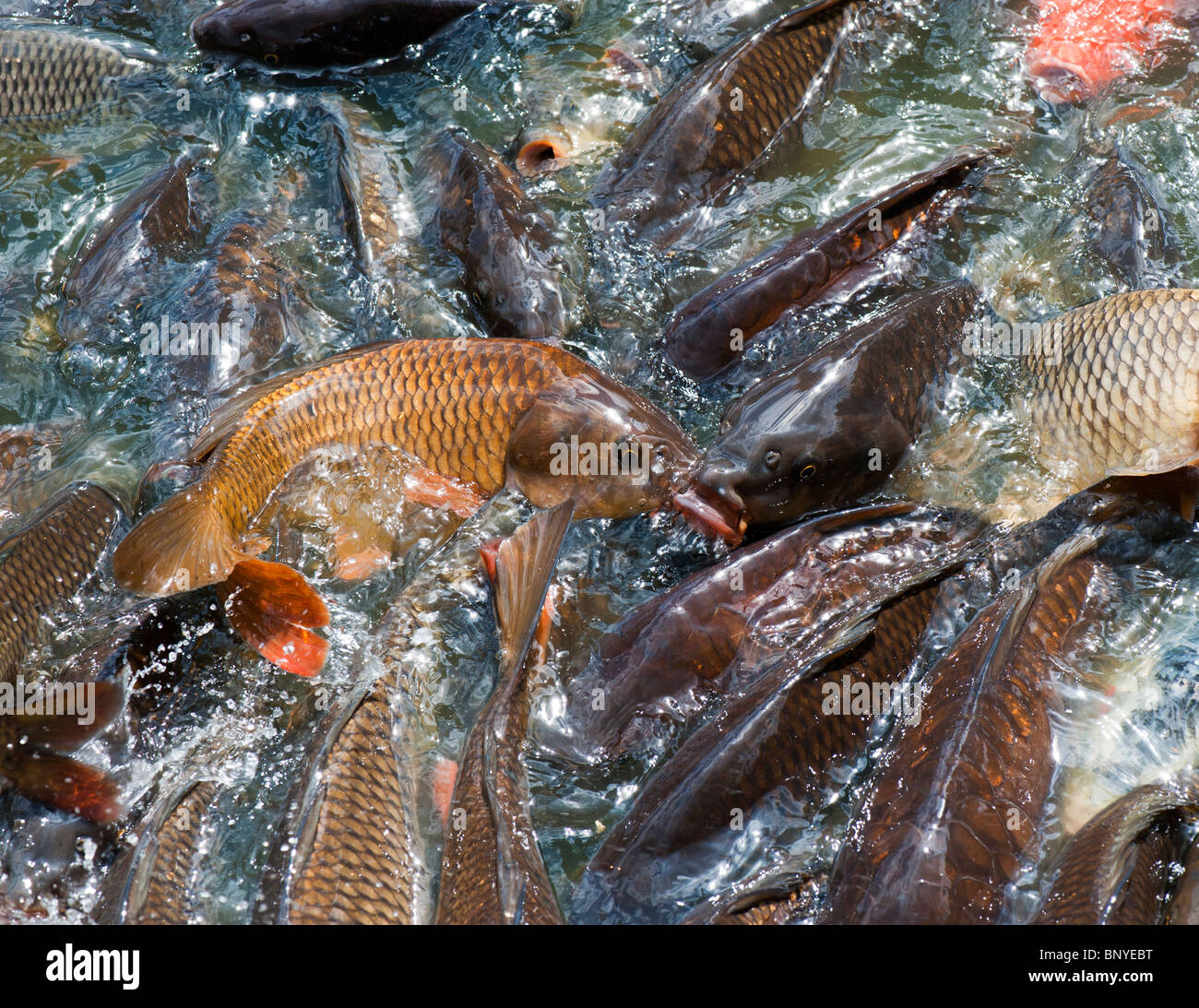 Cyprinus carpio. Sciamatura Carp pesca al bordo di un lago Foto Stock