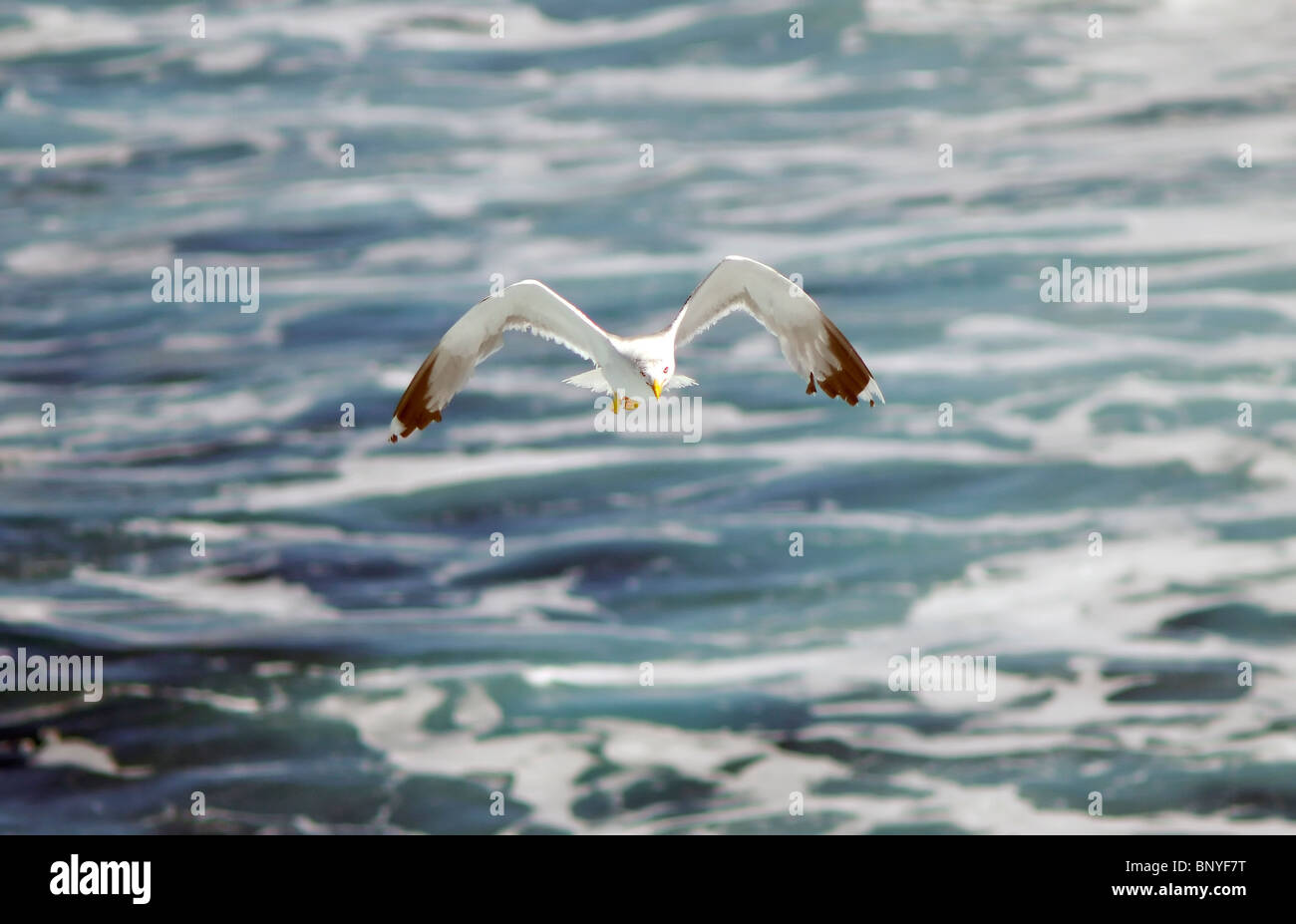 Seagull volare attraverso il Mare Adriatico Foto Stock