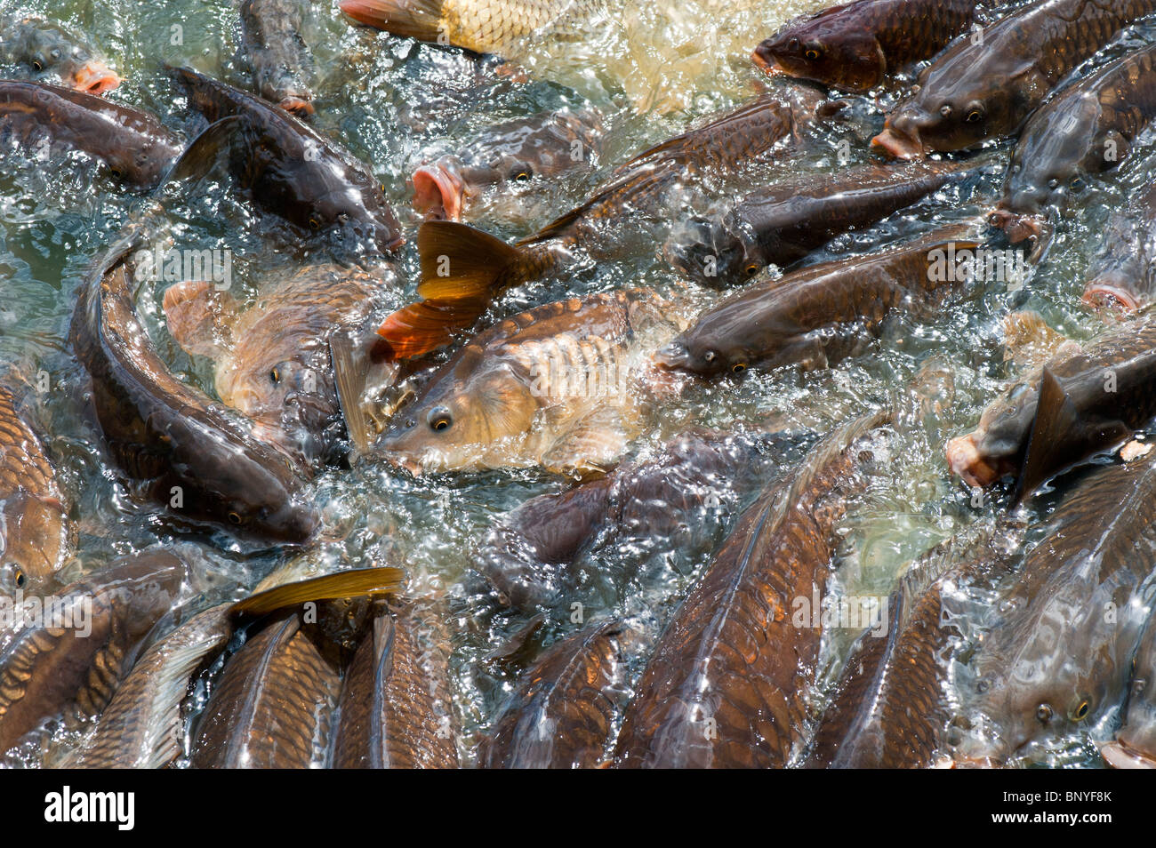 Cyprinus carpio. Sciamatura Carp pesca al bordo di un lago Foto Stock
