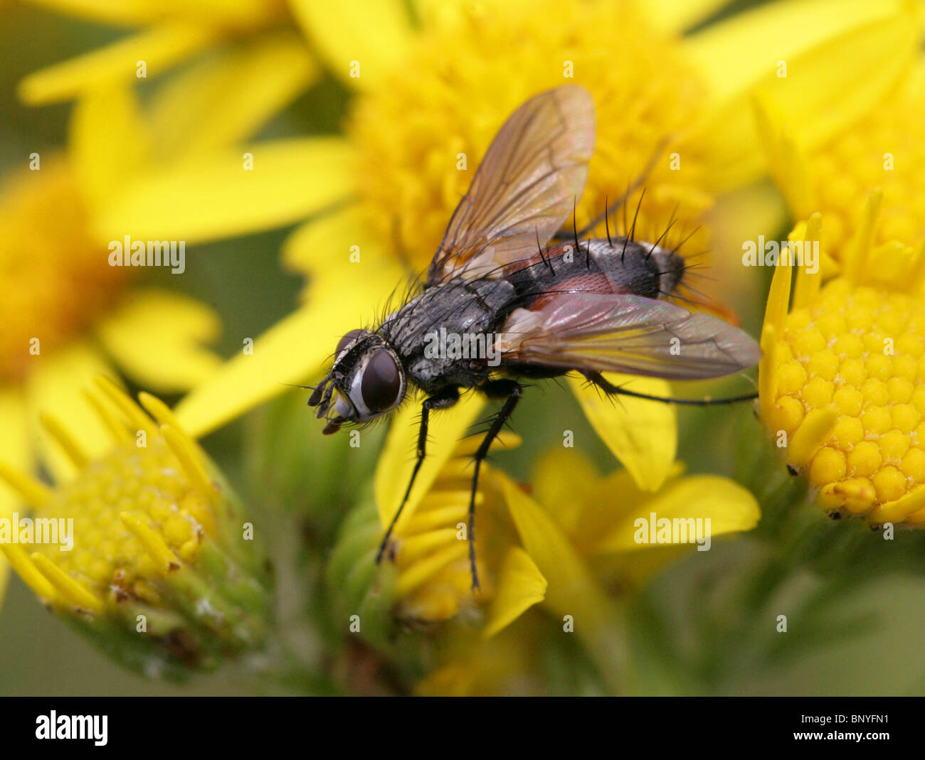 Parasite Fly, Eriothrix rufomaculata, Tachinidae, Diptera su erba tossica Foto Stock