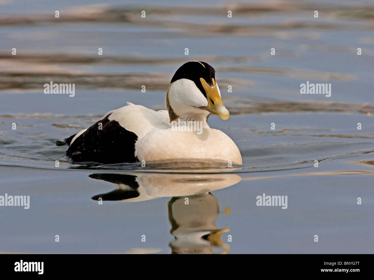 Eider comune (Somateria mollissima) maschio adulto nuoto sul mare, Seahouses, Northumberland, England, Regno Unito Foto Stock