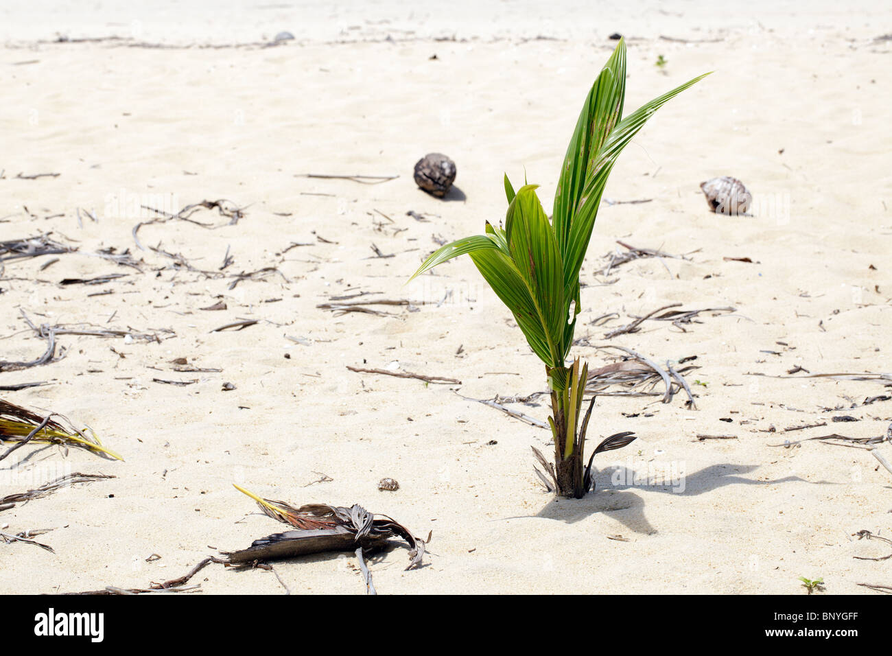 Palma giovane albero che cresce sulla sabbia bianca spiaggia tropicale Foto Stock