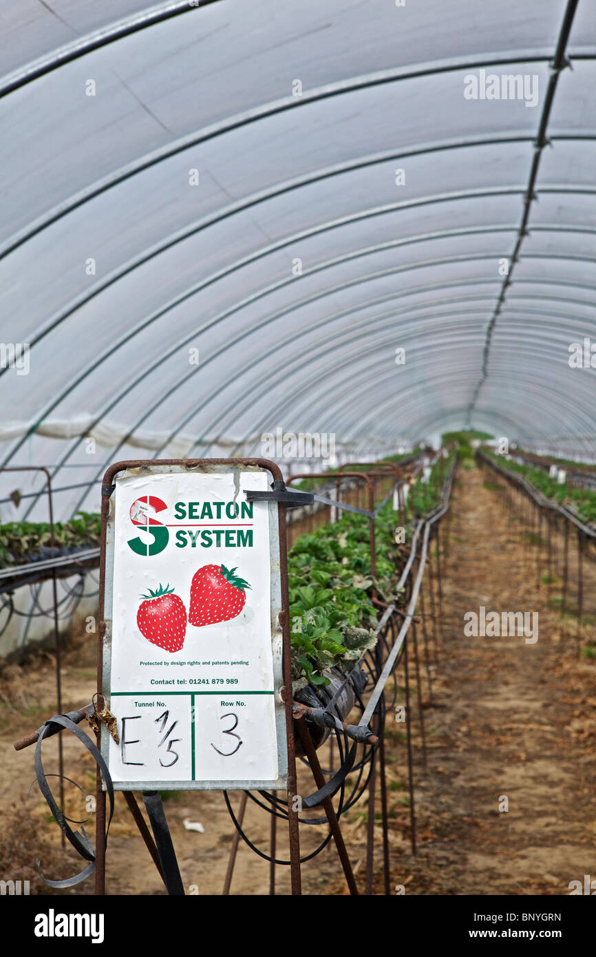 Le fragole in polytunnels in Perthshire Foto Stock