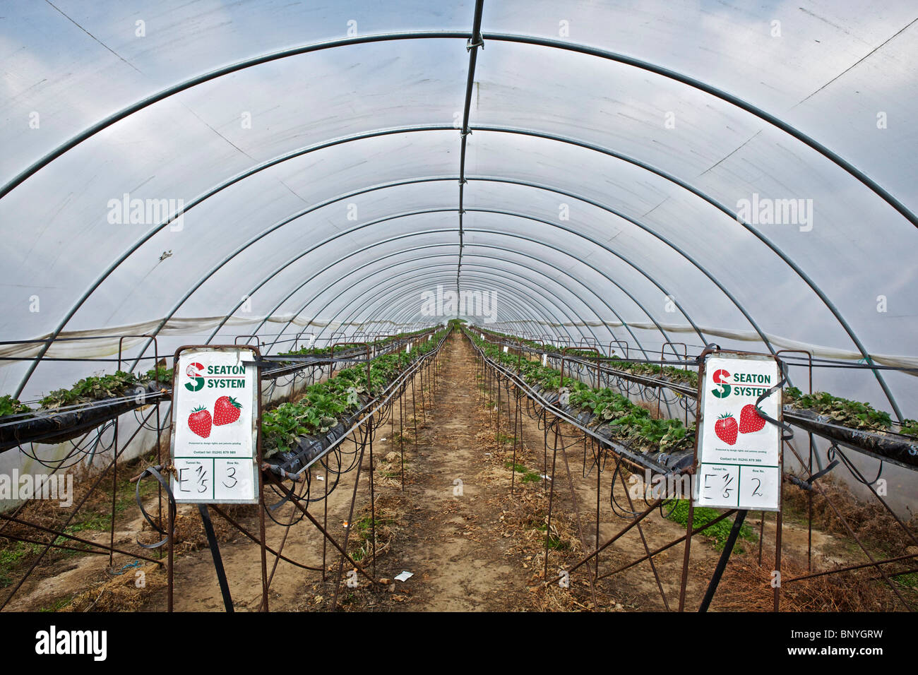 Le fragole in polytunnels in Perthshire Foto Stock