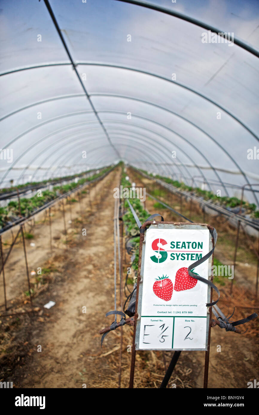 Le fragole in polytunnels in Perthshire Foto Stock