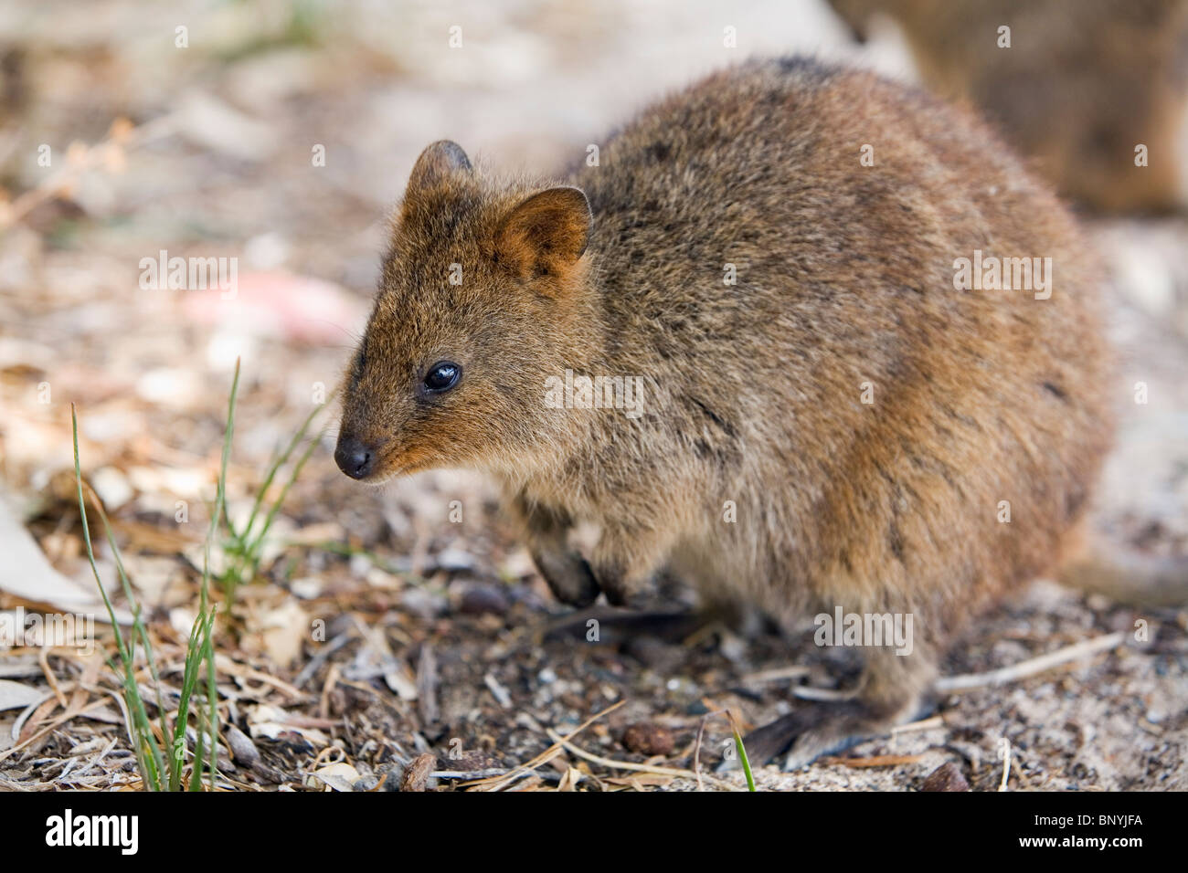 Un Quokka (Setonix brachyurus) - un piccolo marsupiale solo nativo per Rottnest Island, Australia occidentale, Australia. Foto Stock