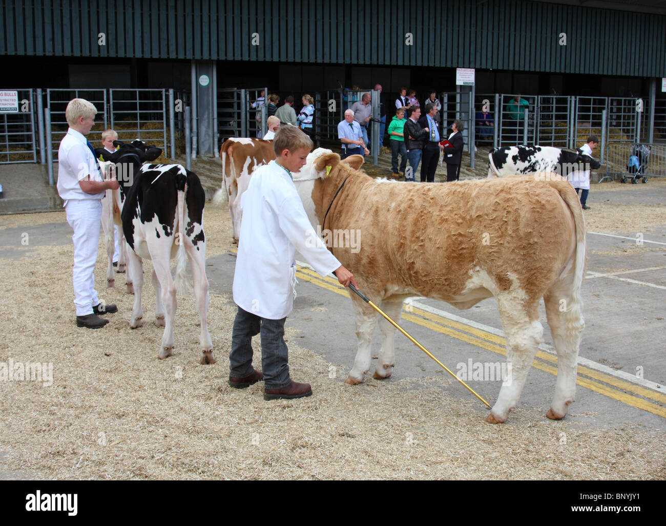 Un giovane agricoltore che mostra bestiame al Bakewell Show, Bakewell, Derbyshire, Engalnd, R.U. Foto Stock