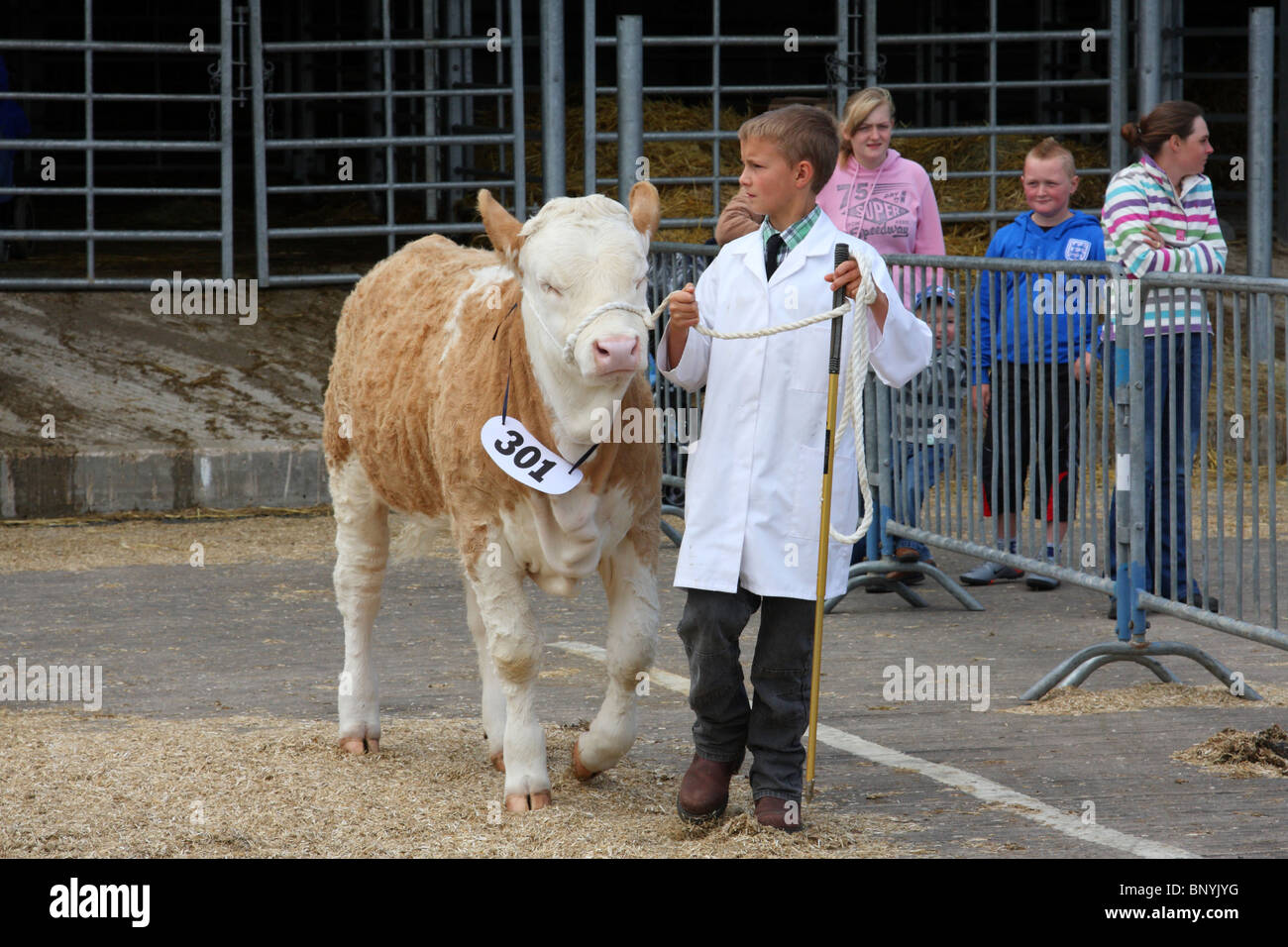 Un giovane agricoltore che mostra bestiame al Bakewell Show, Bakewell, Derbyshire, Engalnd, R.U. Foto Stock