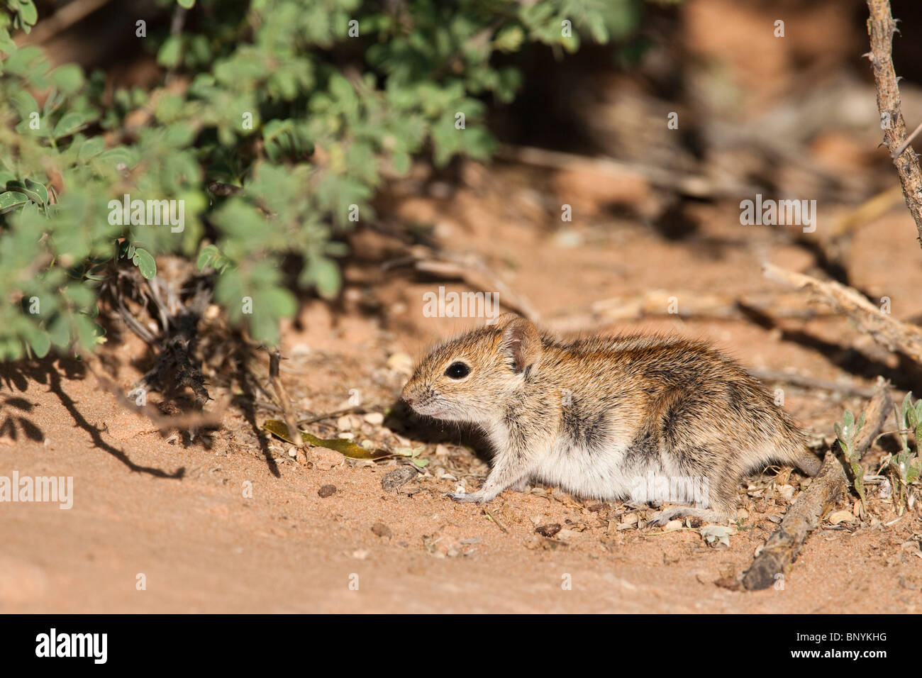 Striped mouse Rhabdomys pumilio, Kgalagadi Parco transfrontaliero, Sud Africa Foto Stock