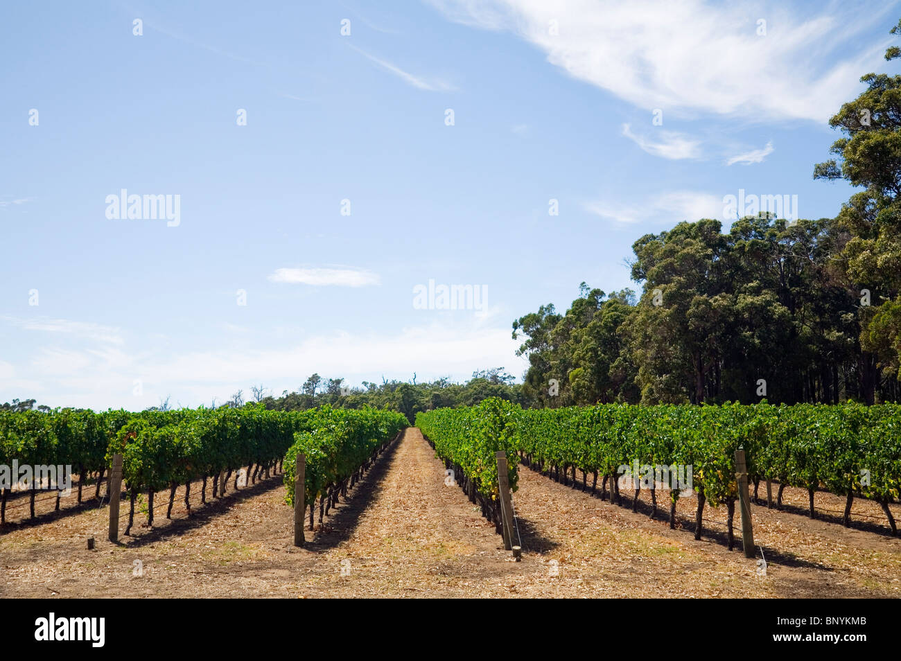 Vigneto nella rinomata regione vinicola di Margaret River, Australia occidentale, Australia. Foto Stock