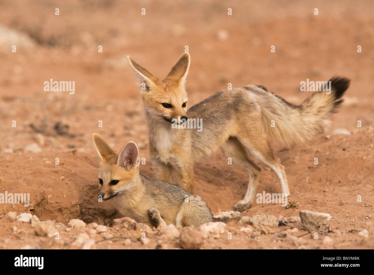 Cape fox, Vulpes chama, con pup, Kgalagadi Parco transfrontaliero,Northern Cape, Sud Africa Foto Stock