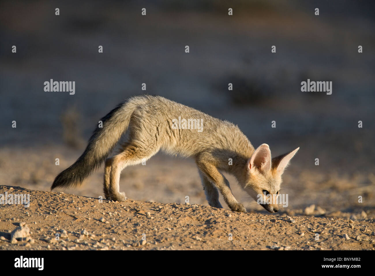 Cape fox cub Vulpes chama, Kgalagadi Parco transfrontaliero,Northern Cape, Sud Africa Foto Stock