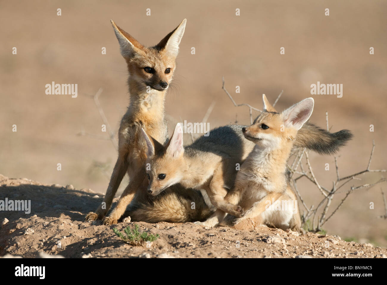 Cape fox con i cuccioli, Vulpes chama, Kgalagadi Parco transfrontaliero, Northern Cape, Sud Africa Foto Stock