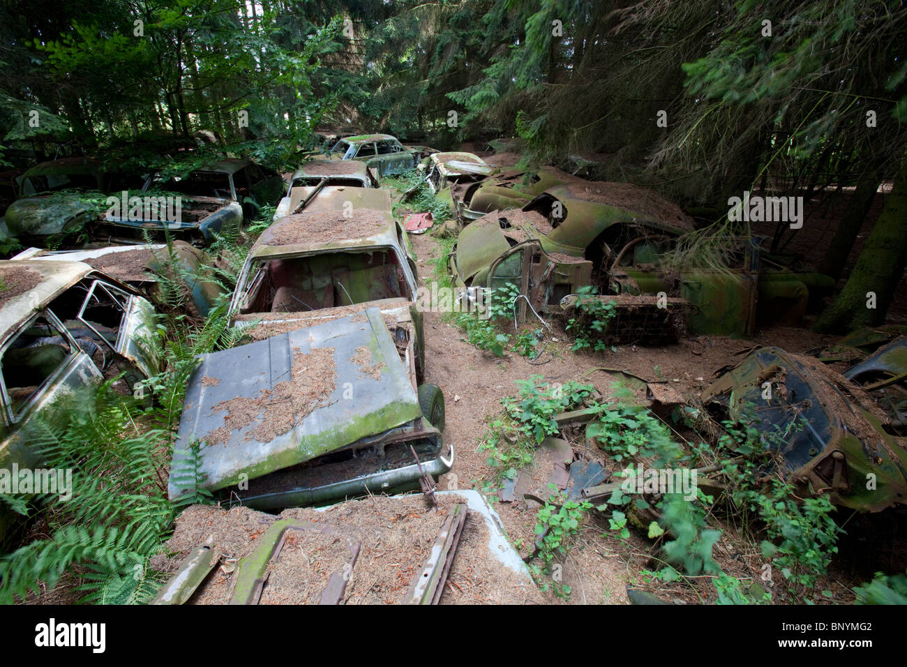 Arrugginita classic cars dagli anni sessanta oggetto di dumping in una foresta scrapyard, Chatillon, Belgio. Foto Stock