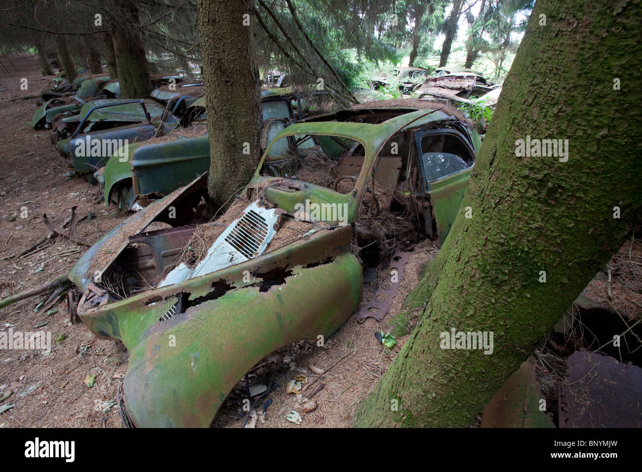 Arrugginita classic cars dagli anni sessanta oggetto di dumping in una foresta scrapyard, Chatillon, Belgio. Foto Stock