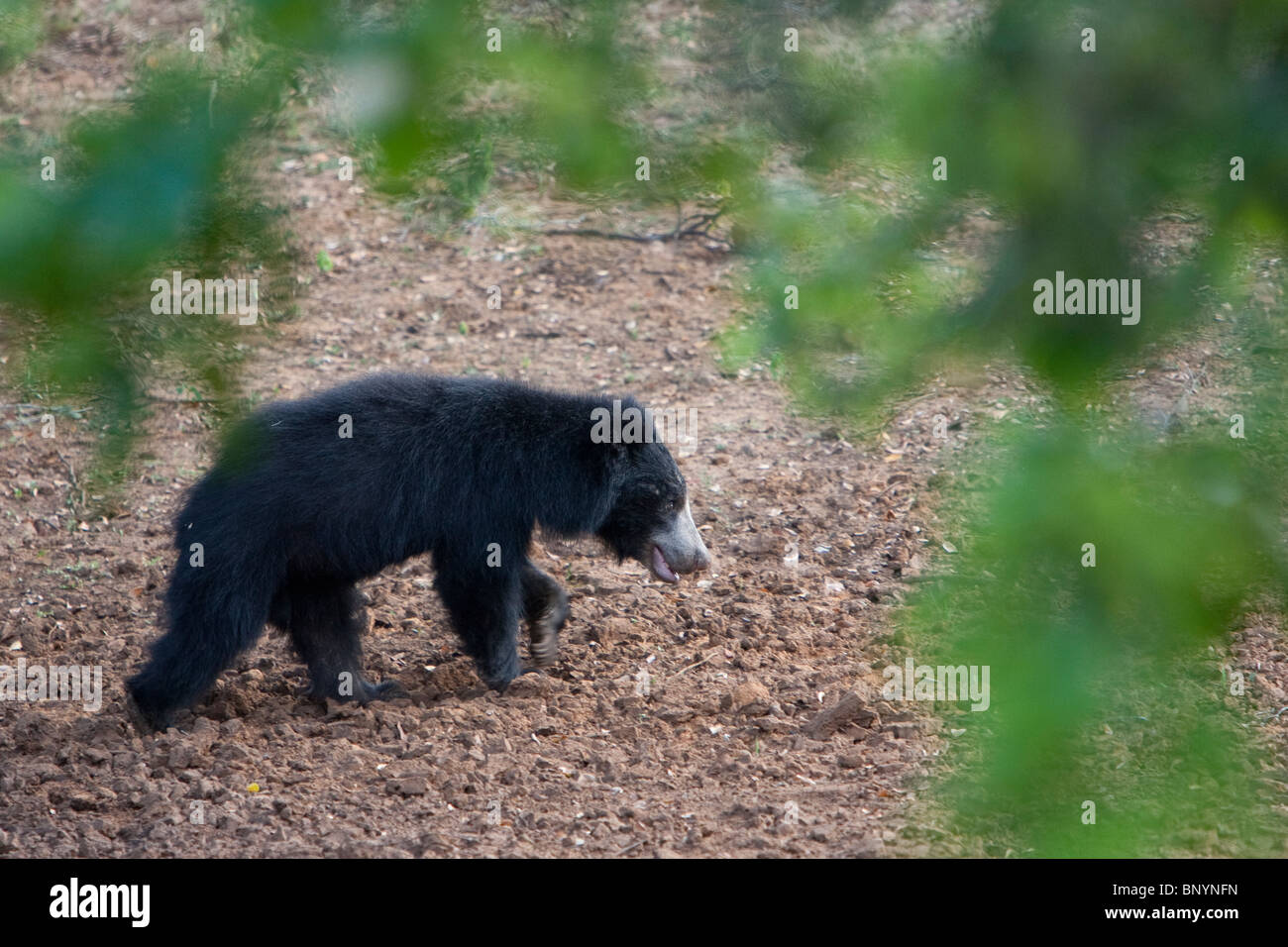 Sloth Bear, Lippenbär, Melursus ursinus, orso maschio rovistando nel parco nazionale Yala Sri Lanka Foto Stock