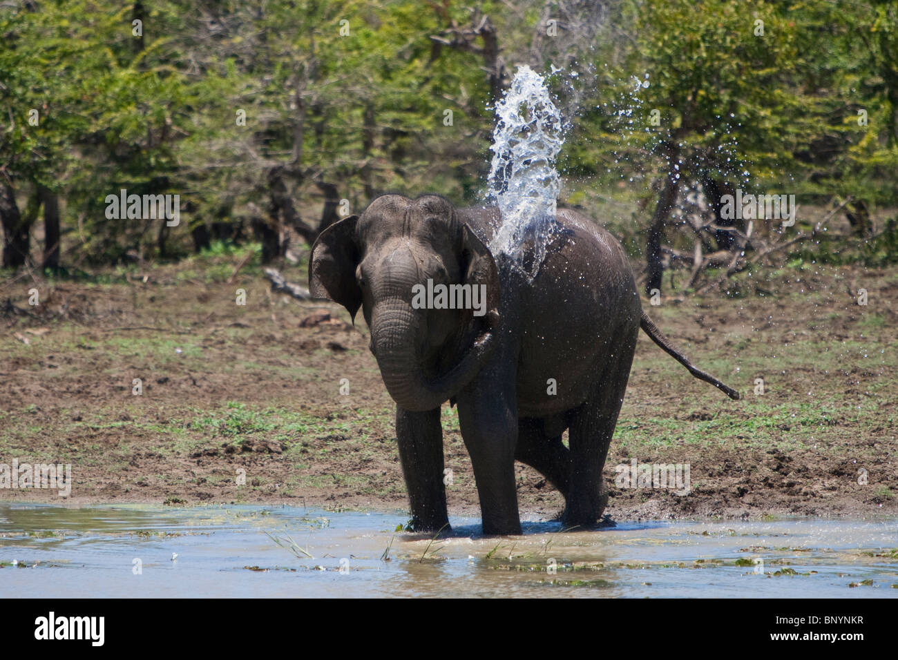 Elefante asiatico, Elephas maximus, Indischer Elefante, bull acqua potabile e di balneazione a waterhole in Yala National Park, Sri Lanka Foto Stock