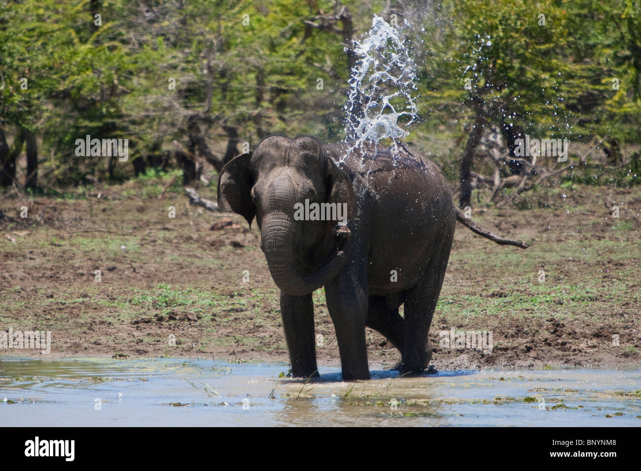 Elefante asiatico, Elephas maximus, Indischer Elefante, bull acqua potabile e di balneazione a waterhole in Yala National Park, Sri Lanka Foto Stock