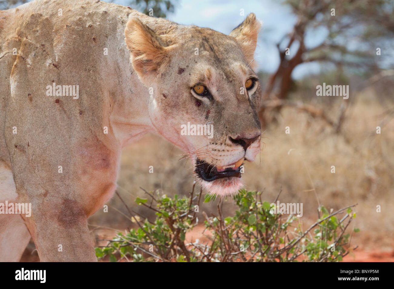 La leonessa ritratto, parco nazionale orientale di Tsavo in Kenya. Foto Stock