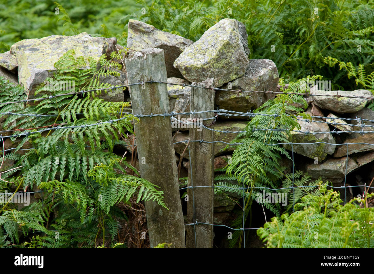 Asciugare la parete di pietra e reticolati di filo spinato con felci. Il Lake District, Cumbria, England, Regno Unito Foto Stock