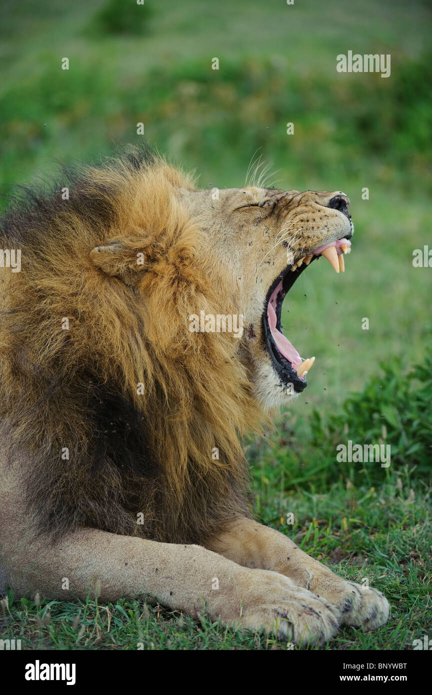 Lion sbadigli ritratto, Serengeti Tanzania Foto Stock