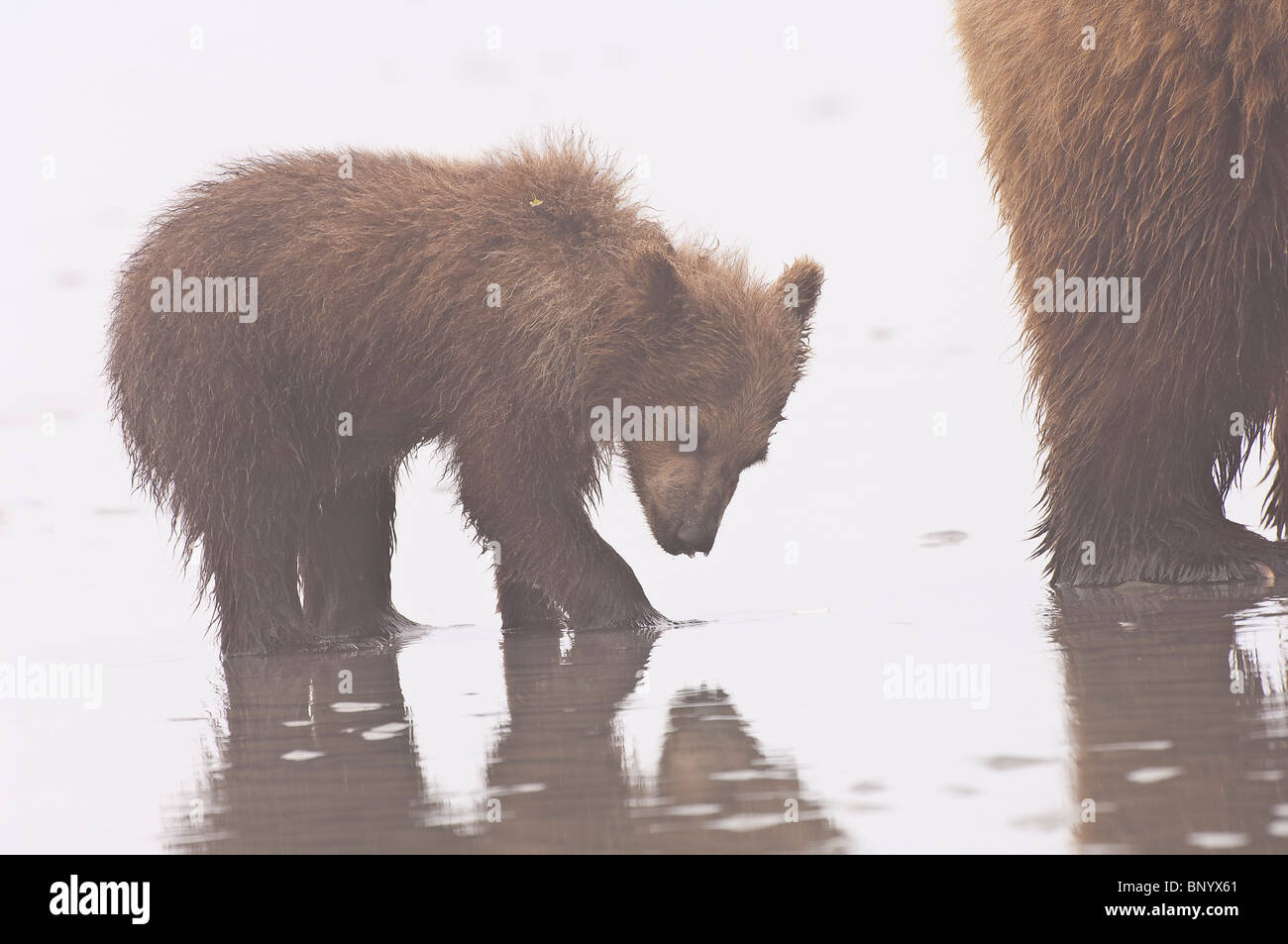 Foto di stock di Alaskan coastal orso bruno cubs a caccia di cannolicchi con la bassa marea. Foto Stock