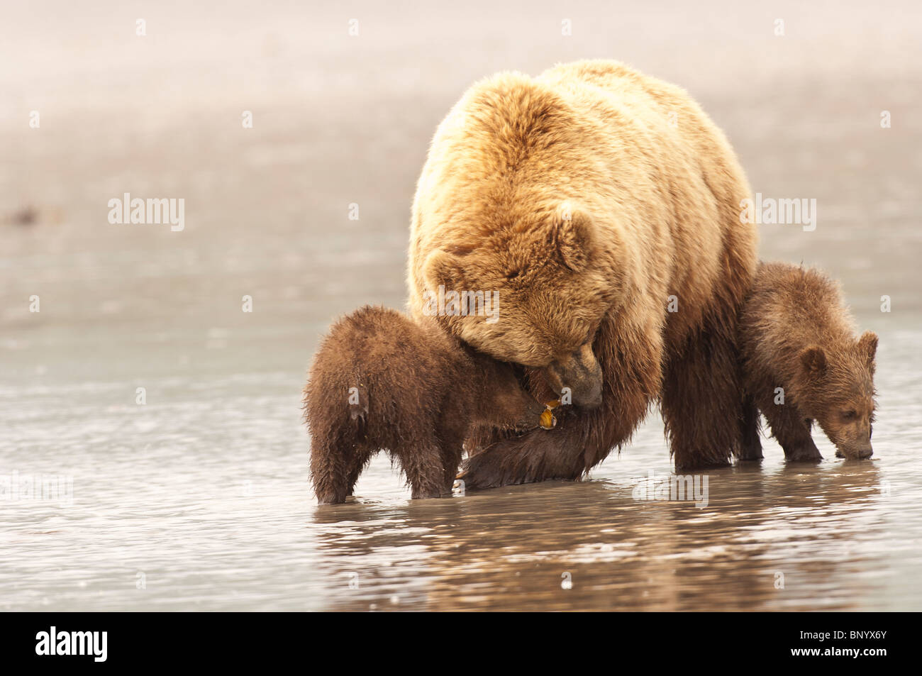 Foto di stock di una madre di orso bruno il suo insegnamento cubs per andare clamming sul tidal flats, il Parco Nazionale del Lago Clark, Alaska. Foto Stock