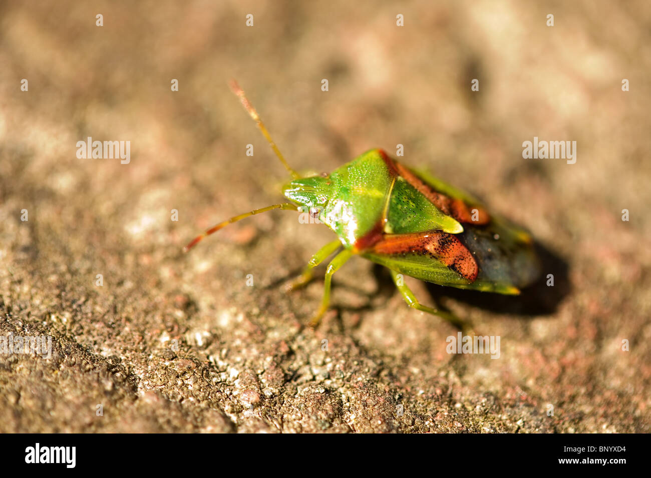 Ginepro bug di protezione Foto Stock