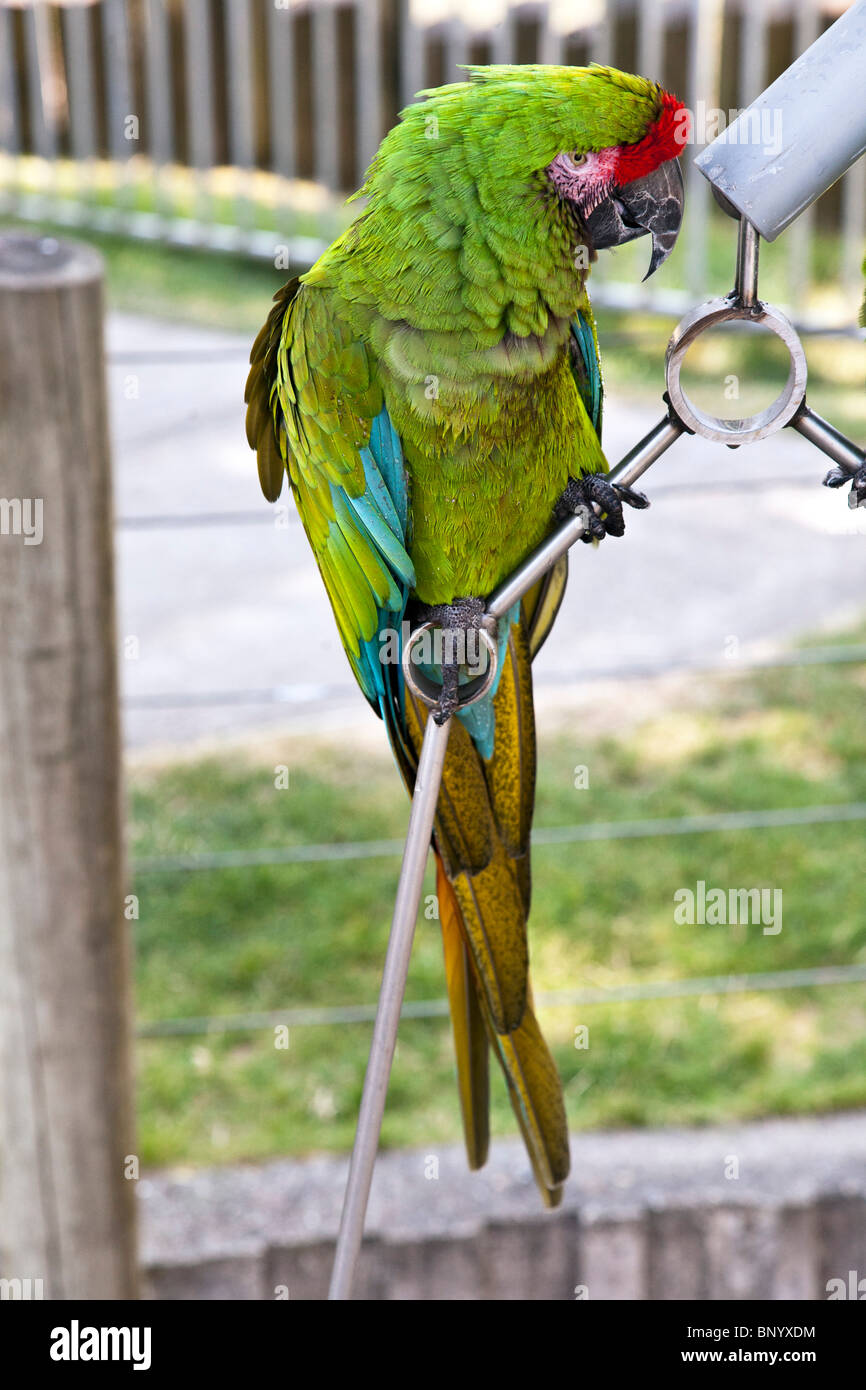 Buffon il grande Green Macaw mostra off piumaggio brillante sul pesce persico a Cougar Mountain Zoological Park Issaquah Washington Foto Stock