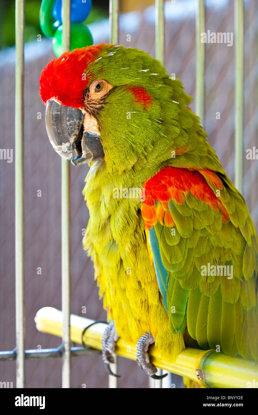 Rosso fiammante Macaw sul pesce persico del bambù nella sua gabbia a Couger Mountain Zoological Park Issaquah Washington Foto Stock
