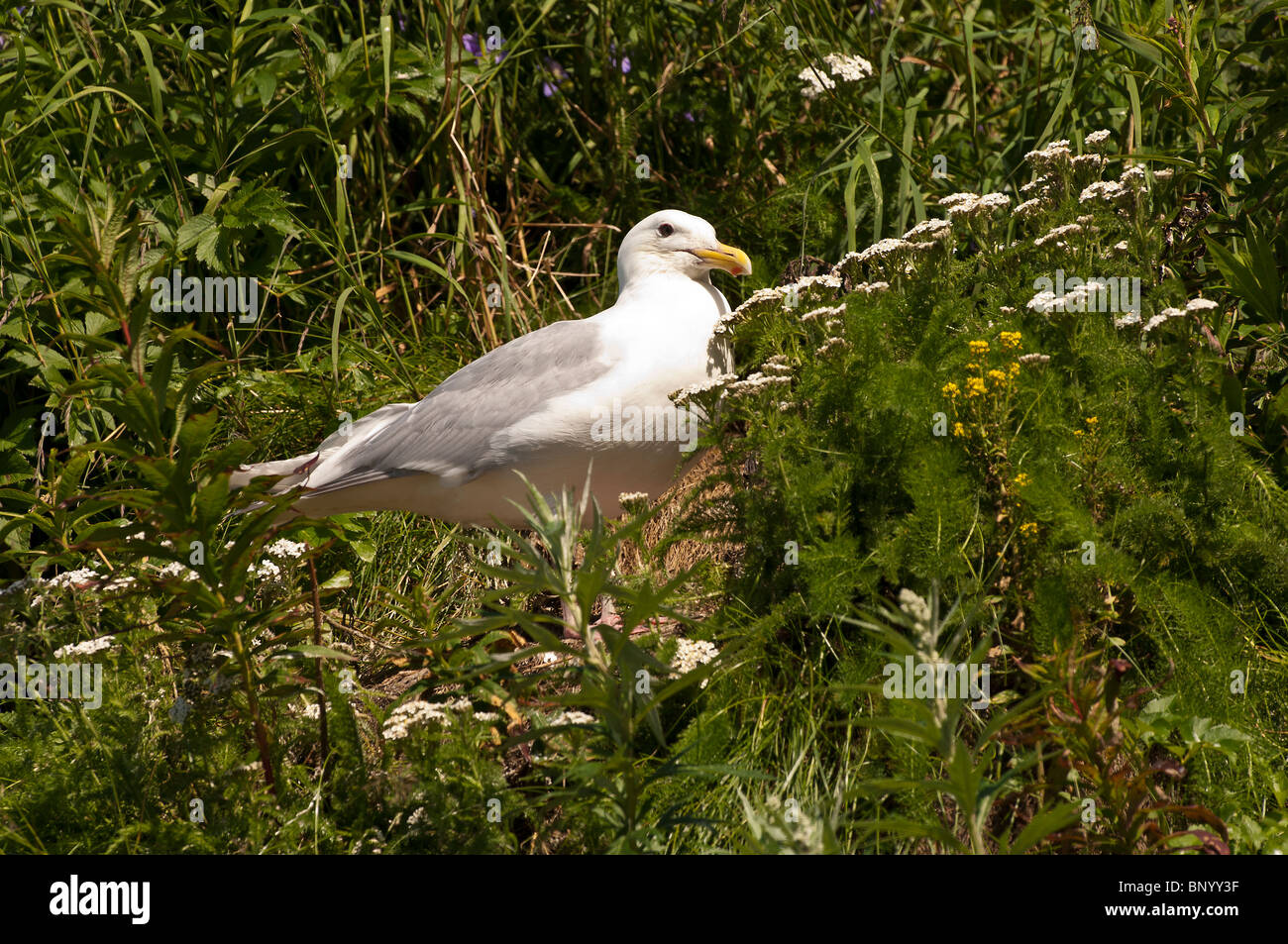 Foto di stock di un glaucous-winged gull in piedi nella vegetazione. Foto Stock