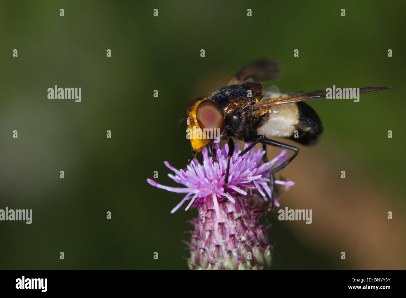 Bee-imitare hoverfly (Volucella pellucens) alimentazione su un fiore di cardo Foto Stock