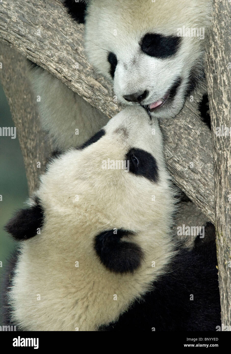 Friendly panda gigante, Ailuropoda melanoleuca, Cubs a Wolong Foto Stock
