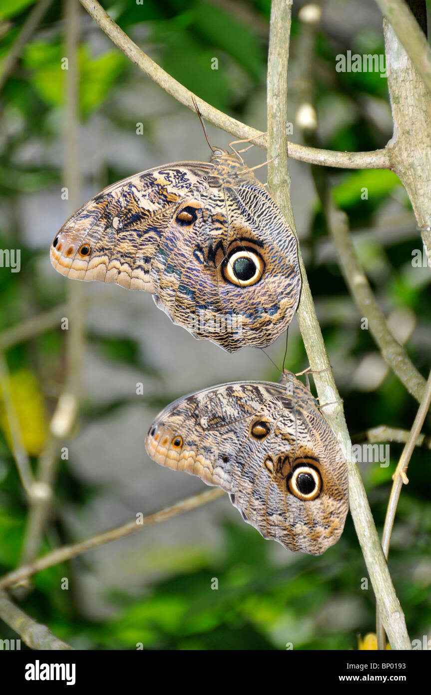 Due farfalle, Caligo brasiliensis, di Foz do Iguaçu, Parana, Brasile Foto Stock