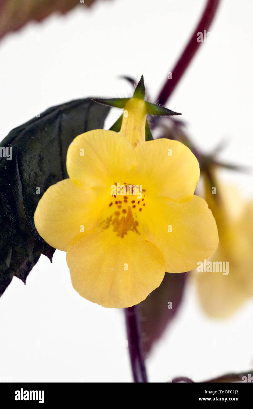 Sorprendente fiore giallo di Achimenes 'giallo bellezza' (Acqua Calda impianto) Foto Stock