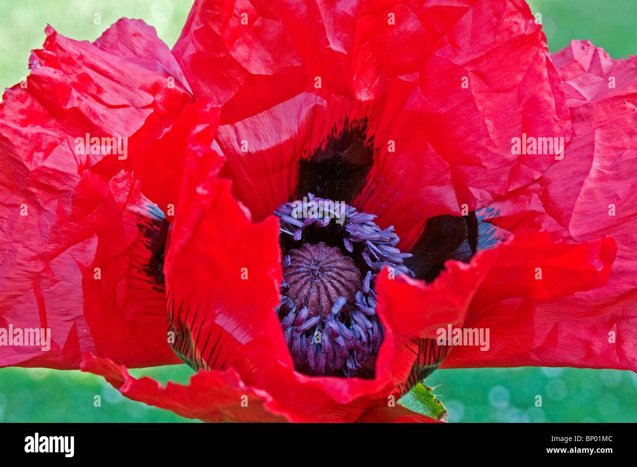 Close up crimson red flower della oriental papavero, Papaver orientale " Bellezza di Livermere' Foto Stock