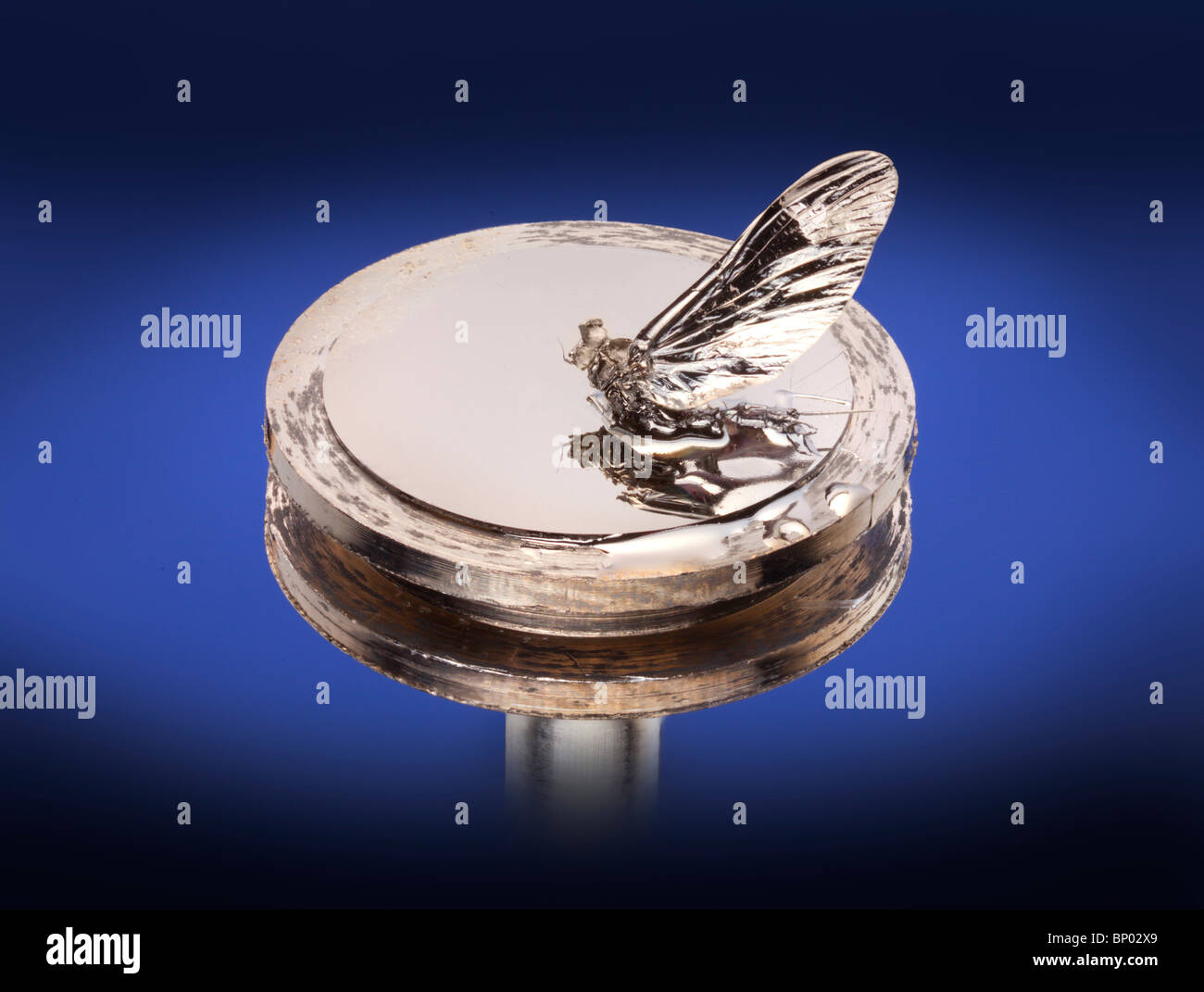 S.E.M. supporto del campione di stub, microscopio elettronico a scansione, provino rivestito Foto Stock S.E.M. supporto del campione di stub, microscopio elettronico a scansione, provino rivestito Foto Stock