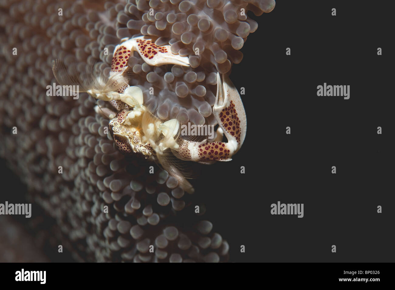 Un anemone filtro Granchio di alimentazione su un anemone in Indonesia. Foto Stock