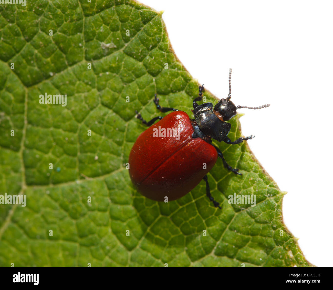 Beetle davanti a uno sfondo bianco, isolata. Foto Stock