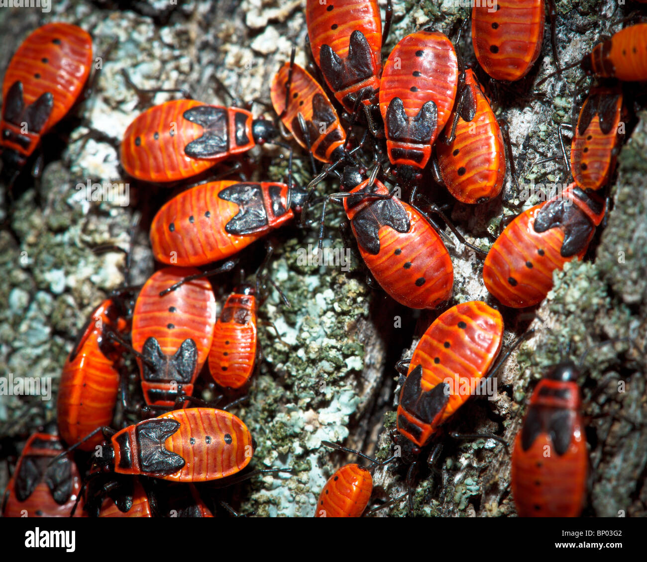 La firebug, Pyrrhocoris apterus, è un comune insetto della famiglia Pyrrhocoridae. Foto Stock