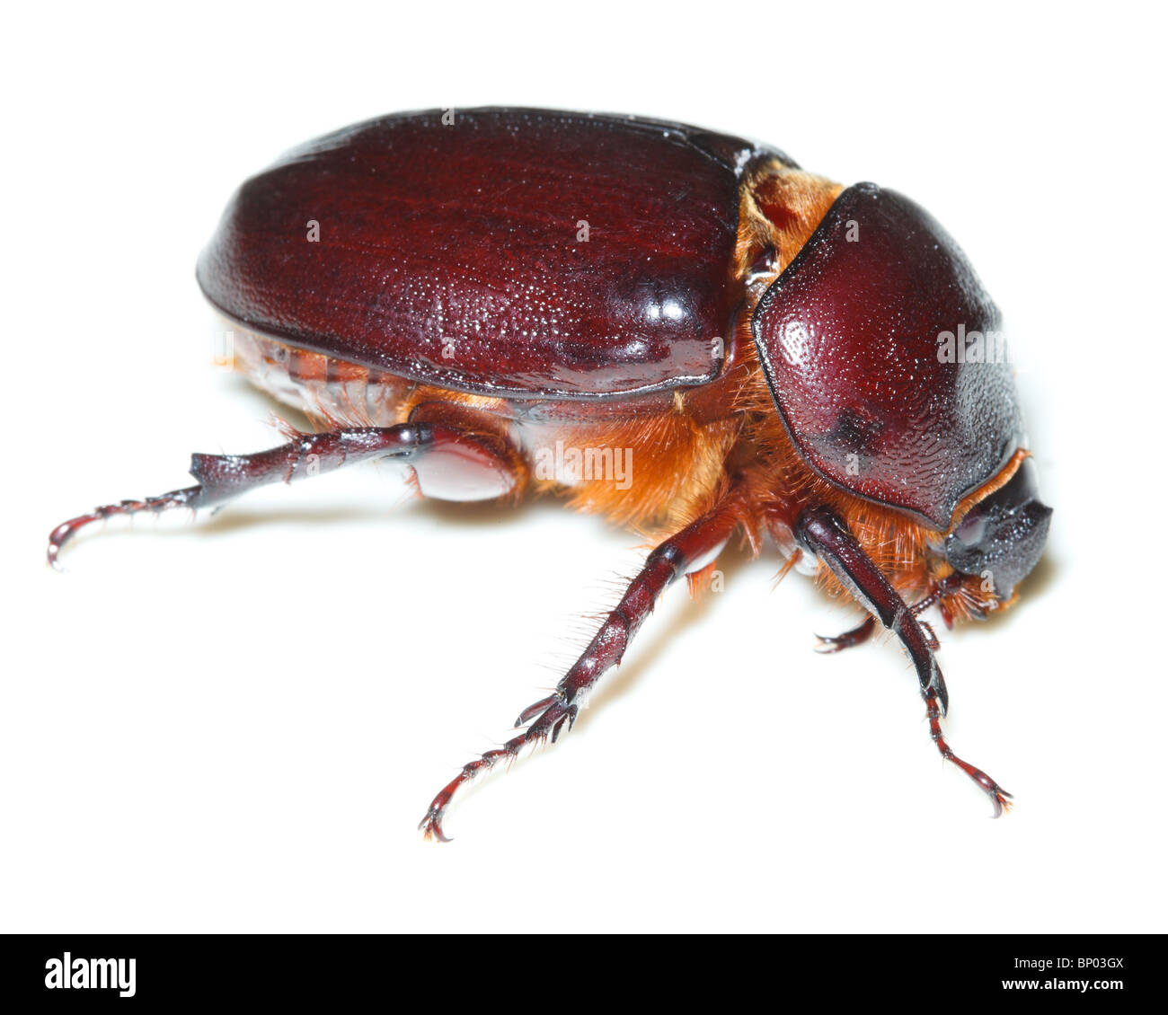 Beetle davanti a uno sfondo bianco, isolata. Foto Stock