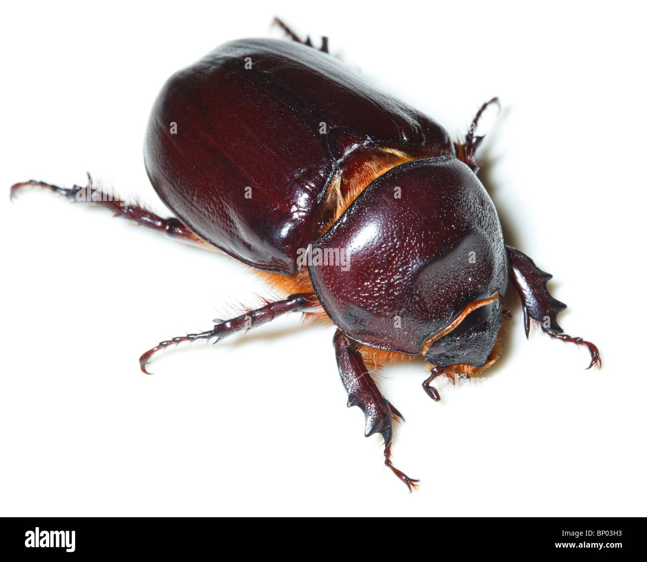 Beetle davanti a uno sfondo bianco, isolata. Foto Stock