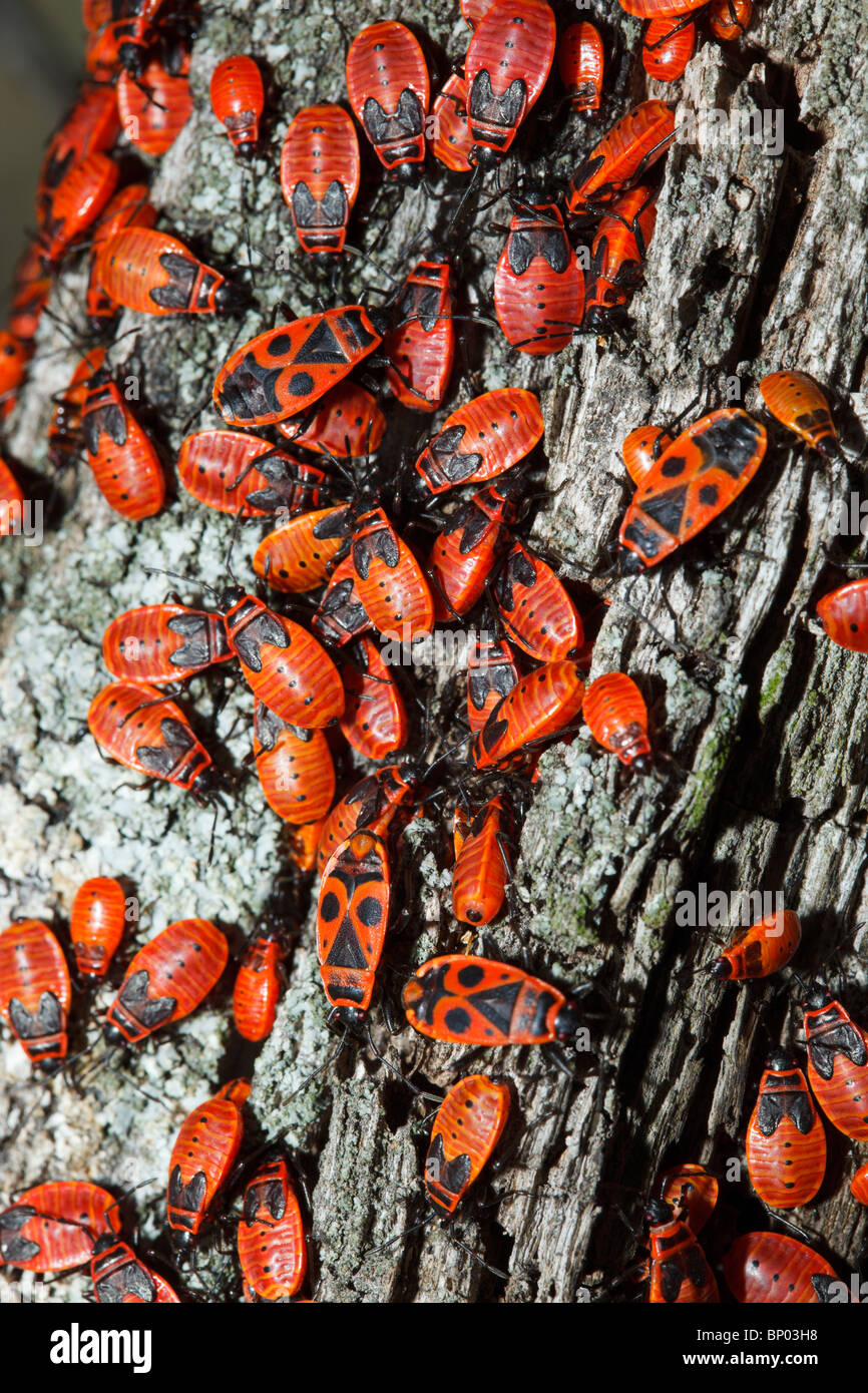La firebug, Pyrrhocoris apterus, è un comune insetto della famiglia Pyrrhocoridae. Foto Stock