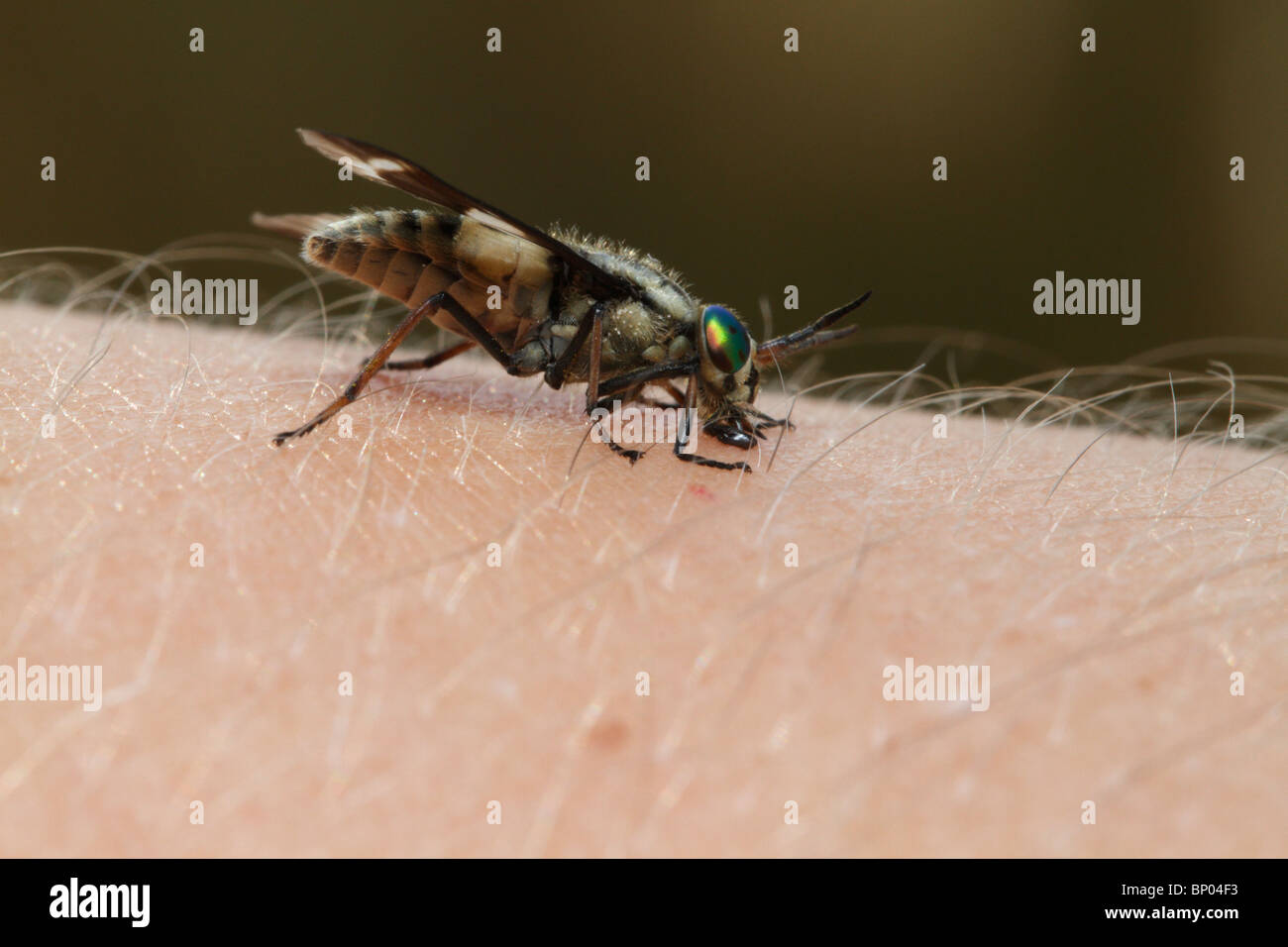 Un cervo fly Chrysops (sp) succhiare il sangue su un essere umano. Foto Stock